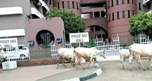 We will not allow cows inside Abuja – Wike We will not allow cows inside Abuja - Wike