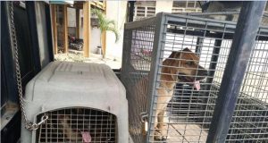 Man unleashes dog on policeman to evade arrest