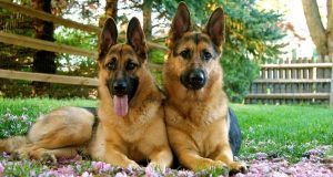 Dogs kill 5-year-old child, injure mother in Osun Dogs kill 5-year-old child, injure mother in Osun