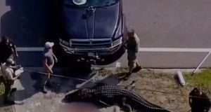 Horrifying moment man sees woman in the mouth of a 13ft alligator Horrifying moment man sees woman in the mouth of a 13ft alligator