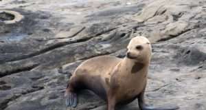 Beach ”SHUTDOWN” to protect sea lions Beach ''SHUTDOWN'' to protect sea lions