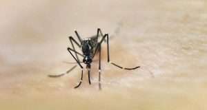 Jamaica declares Dengue fever outbreak Jamaica declares Dengue fever outbreak