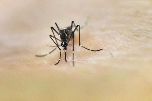 Jamaica declares Dengue fever outbreak
