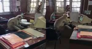 Monkey spotted ‘working’ on computer at railway office Monkey spotted ‘working’ on computer at railway office
