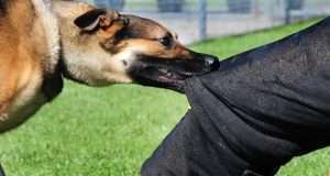 Dogs bite 5 to death in Delta, 60 rabies cases recorded Dogs bite 5 to death in Delta, 60 rabies cases recorded
