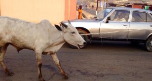 Cow rams 30-year-old man to death in Lagos Cow rams 30-year-old man to death in Lagos