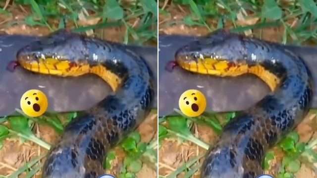 Man boasts about killing huge snake terrorizing a small poultry