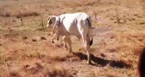 Bizarre cow with extra legs growing from neck baffles scientists after miracle survival Bizarre cow with extra legs growing from neck baffles scientists after miracle survival