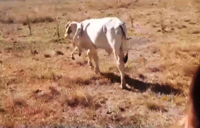 1_PAY-CEN-BrasilCalf-03ladunliadisnews.com_ Bizarre cow with extra legs growing from neck baffles scientists after miracle survival