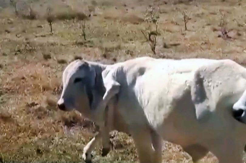 Bizarre cow with extra legs growing from neck baffles scientists after miracle survival 2 Bizarre cow with extra legs growing from neck baffles scientists after miracle survival