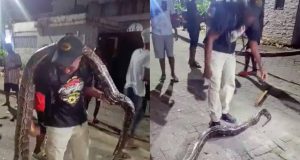 Video: Huge snake spotted at Lagos luxury estate Huge snake spotted at Lagos luxury estate