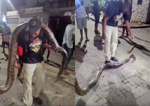 Huge snake spotted at Lagos luxury estate