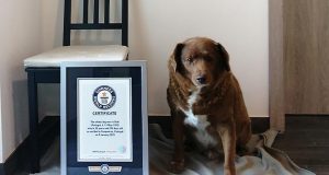 World’s oldest dog Bobi DIES at 31 World's oldest dog Bobi DIES at 31