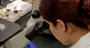 UK records first case of new strain of swine flu UK records first case of new strain of swine flu