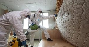 South Korea FIGHTING bedbugs South Korea FIGHTING bedbugs