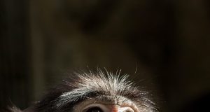Monkey kills 10-year-old boy by ripping out his intestines Monkey kills 10-year-old boy by ripping out his intestines