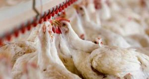 Ekiti police arraign siblings for stealing N45,000 chicken Ekiti police arraign siblings for stealing N45,000 chicken