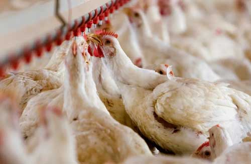 Ekiti police arraign siblings for stealing N45,000 chicken
