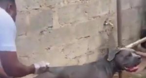 Video: Pitbull loosen self from chain to attack vet doctor