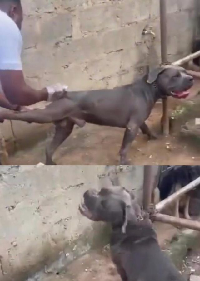 pitbullladunliadisnews.com_