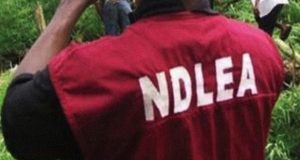 NDLEA nabs Sokoto Indian hemp farmer NDLEA nabs Sokoto Indian hemp farmer