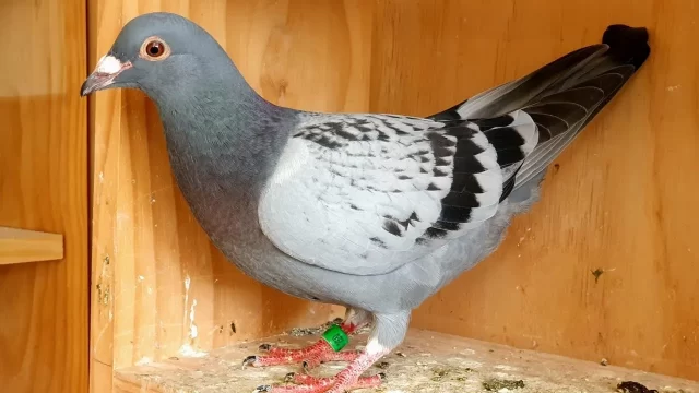 Girl, 2, dies after catching rare virus from a PIGEON Girl, 2, dies after catching rare virus from a PIGEON