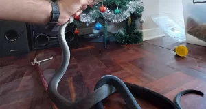 Monster 6ft black mamba snake slithers out from Christmas tree Monster 6ft black mamba snake slithers out from Christmas tree