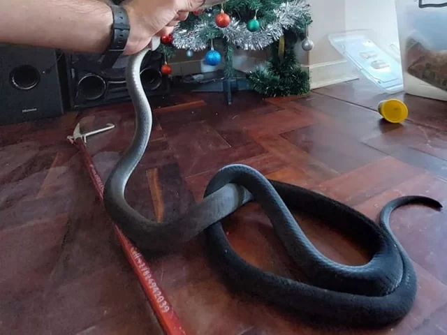 Monster 6ft black mamba snake slithers out from Christmas tree Monster 6ft black mamba snake slithers out from Christmas tree