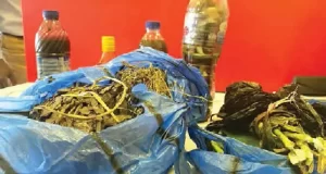 Four die after using herbal HIV treatment Four die after using herbal HIV treatment