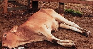 Mystery disease kills HUNDREDS of cattle in Mozambique in WEEKS Mystery disease kills HUNDREDS of cattle in Mozambique in WEEKS