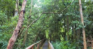 Lagos shuts Lekki Conservation Centre for repairs Lagos shuts Lekki Conservation Centre for repairs
