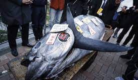 Massive Tuna Fish is sold for almost $800,000 at Tokyo auction Massive Tuna Fish is sold for almost $800,000 at Tokyo auction