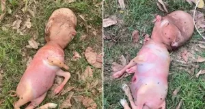Mutant calf with ‘human head’ is born sparking bestiality fears Mutant calf with 'human head' is born sparking bestiality fears