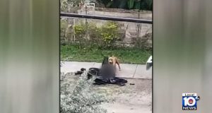 How sad! Wheelchair-bound man torn apart by dogs