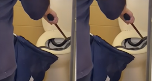 Video: Another snake is found chilling in a toilet Another snake is found chilling in a toilet