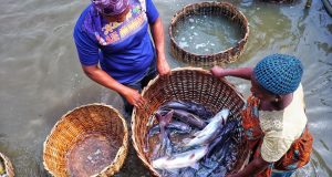Court remands five for alleged fish theft Court remands five for alleged fish theft