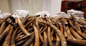Customs arrest three for trafficking elephant tusks Customs arrest three for trafficking elephant tusks