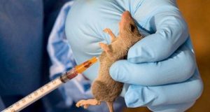 Kaduna confirms five deaths from Lassa Fever Kaduna confirms five deaths from Lassa Fever