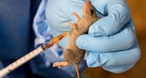 Lassa Fever kills four in Kaduna Army Hospital Lassa Fever kills four in Kaduna Army Hospital