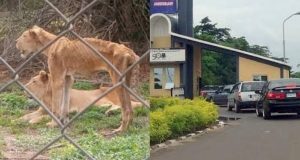 Lion at OAU k!lls Zookeeper Lion at OAU k!lls Zookeeper