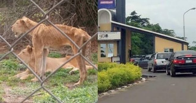 Lion at OAU k!lls Zookeeper