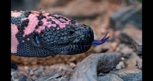 Man dies after bite from lizard he illegally kept as a pet Man dies after bite from lizard he illegally kept as a pet