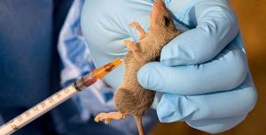 Nine die of Lassa fever in Benue