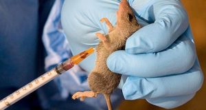 Nine die of Lassa fever in Benue Nine die of Lassa fever in Benue