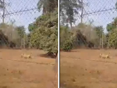 Moment OAU Lion is brought down after k!lling Zookeeper