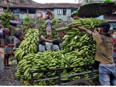 Russia begins buying bananas from India