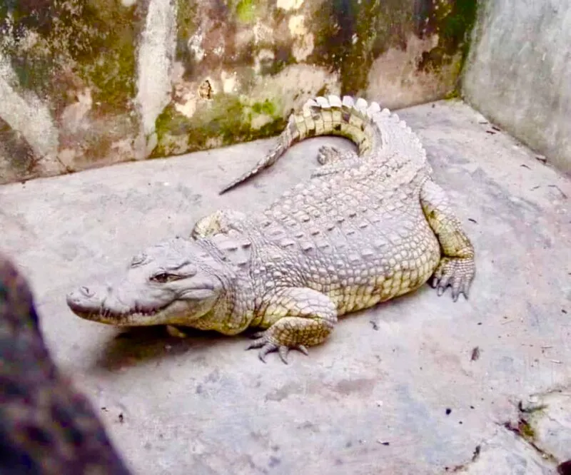 84-year old Ibadan crocodile dies