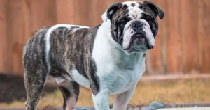 Man's pet dog 'bites off his p3nis and eats it'