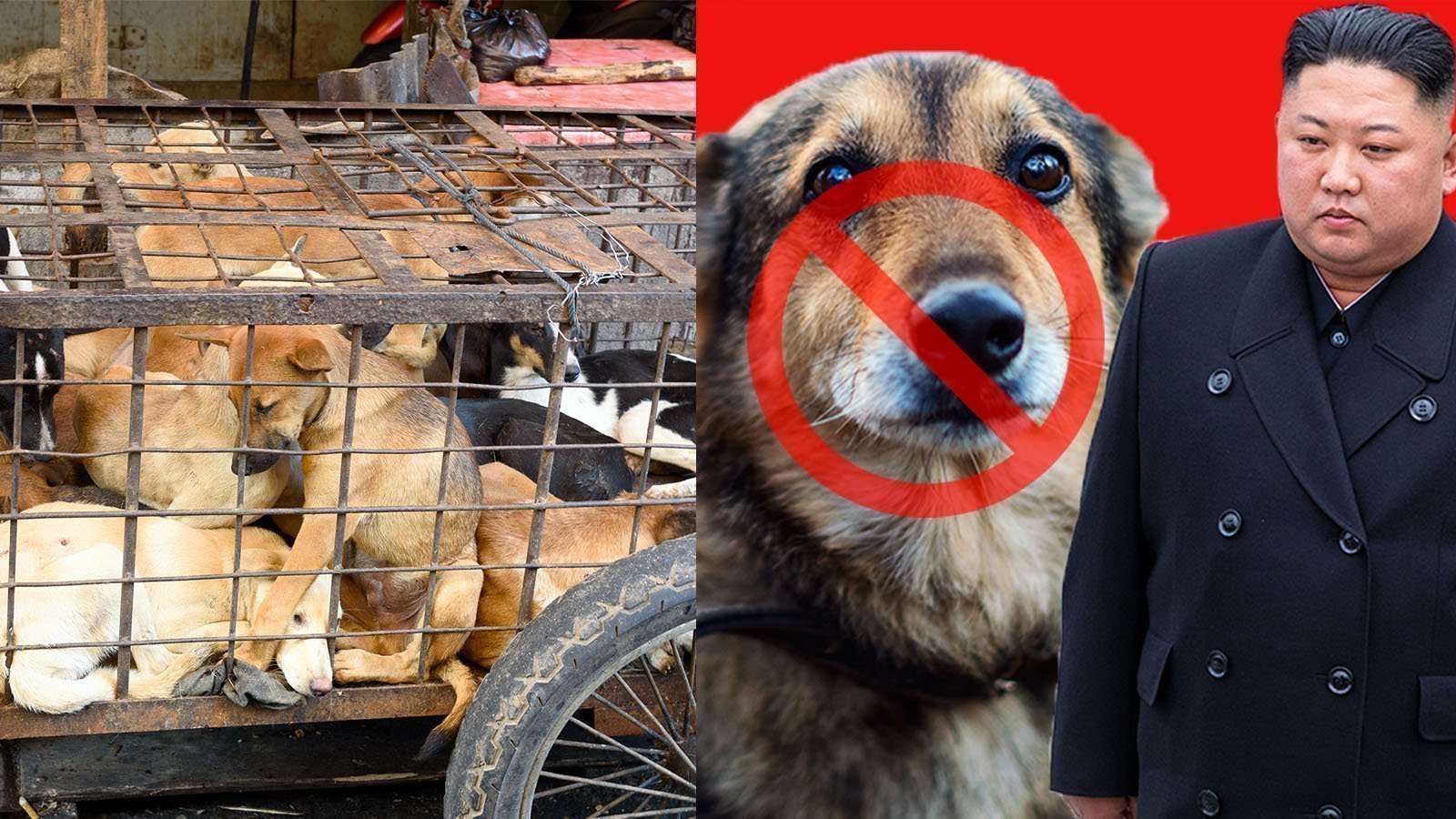 North Korea bans keeping dogs as pets North Korea bans keeping dogs as pets