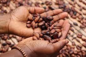 Chocolate prices to rise accross the world as major cocoa processing plants in Africa 'halt production'